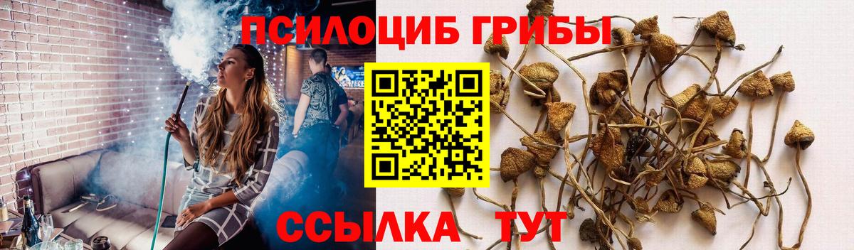 Галлюциногенные грибы Cubensis  Вход с VPN  Скопин  Псилоцибиновые грибы Psilocybe 